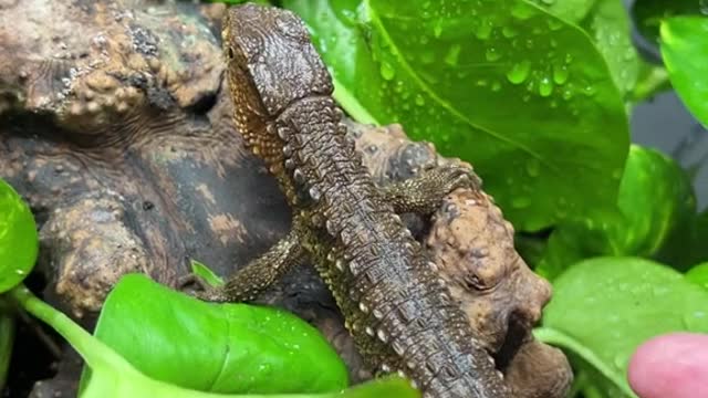 A super cool enclosure for one of the coolest lizards ever!! 🦎