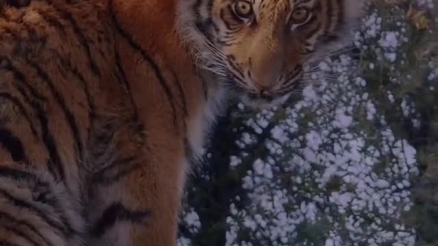 Tiger Tiger Africa impression