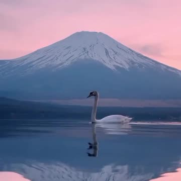 Swan with Mount Fuji in the background