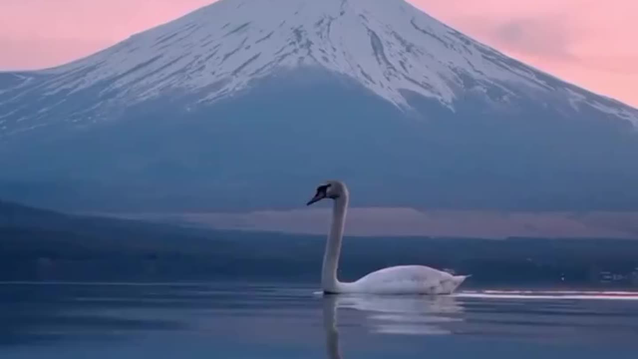 Swan with Mount Fuji in the background