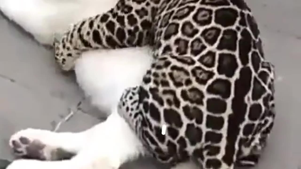 funny animals -best video 🐶funny animals videos. Hilarious Animal Videos with Leopard and Lion Cubs!