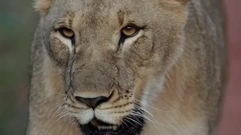 Unstoppable lioness 🦁