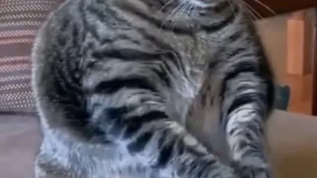 Cute Cats,Funny Cats,Funny Animals - shorts