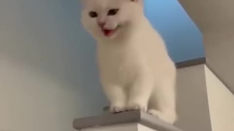 Cat shots video #cat #cute #rumble #2024 #2023 #catute