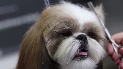 A beautiful haircuts shih tzu - How to groom shih tzu?