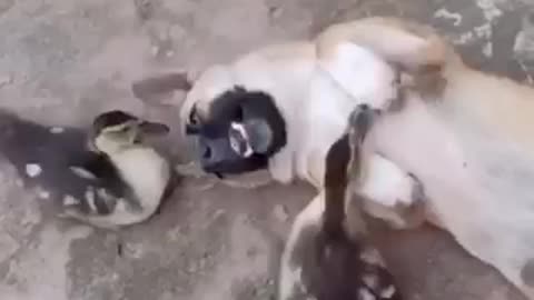 Funny Cat and Dog