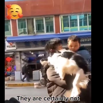 funny moments with dogs 🐕 #9