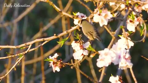 Melodies of nature 🍃 Soft music helps to free the mind and relieve stress - Calms the nervous system