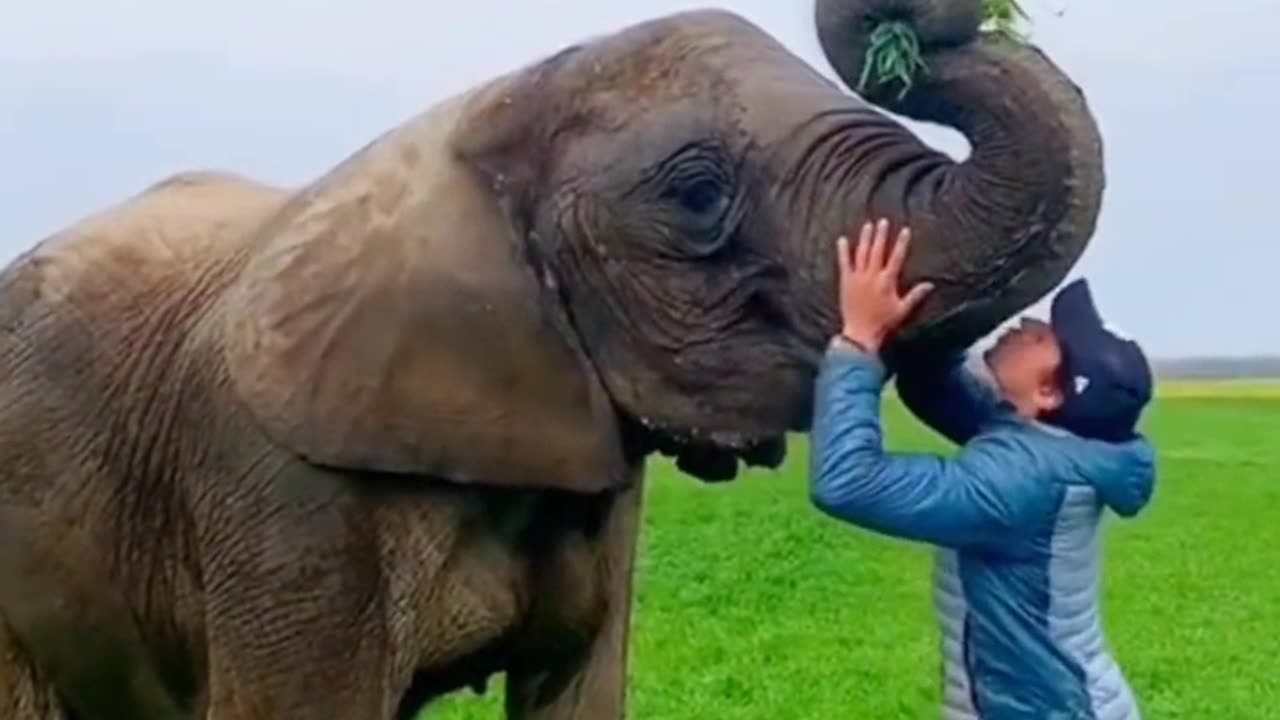 Elephant playing with boy