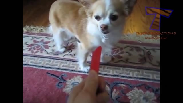 Silly puppies accidentally eat a crayon