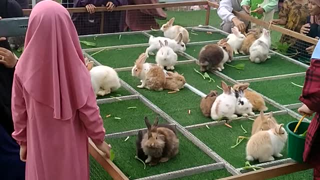 Play with the bunny