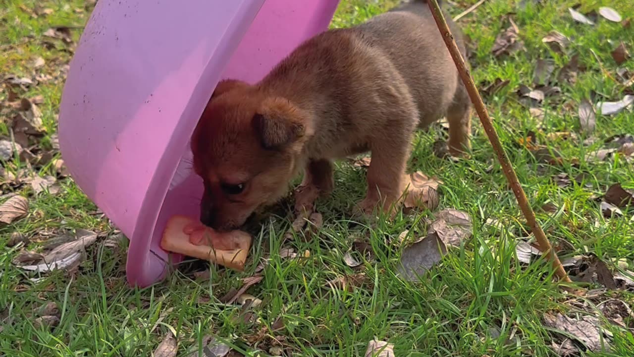 Cute baby puppy 🐕🐶😍 playing with love bird 🐦 #cuteanimals #cuteclips #funnyanimals #cutepuppy