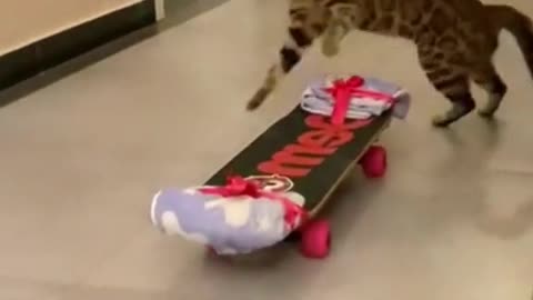 This cat can skateboard