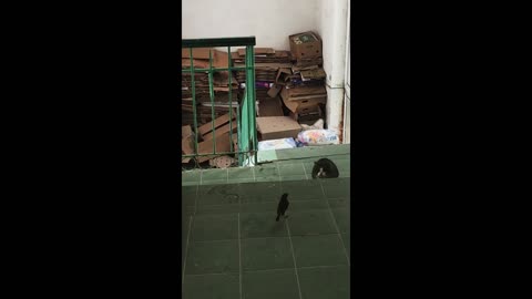 Полювання кота, прикол. Hunting a cat, a fun.