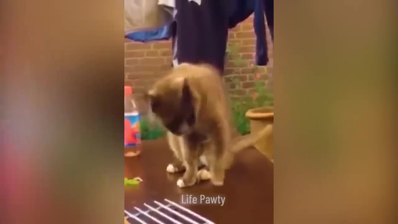 Very funny cat