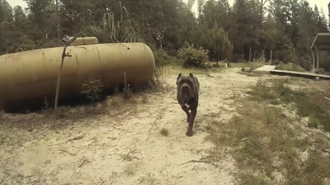 Cane Corso Attack - Dozer Jaws (Play)