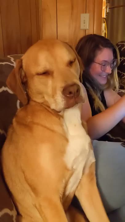Dog doesn't want to fall asleep
