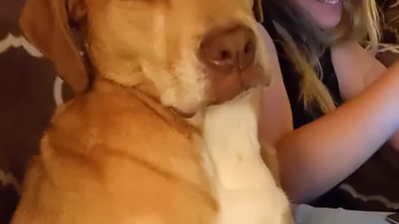 Dog doesn't want to fall asleep