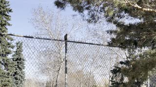 A squirrel running on the fence of the garden 2