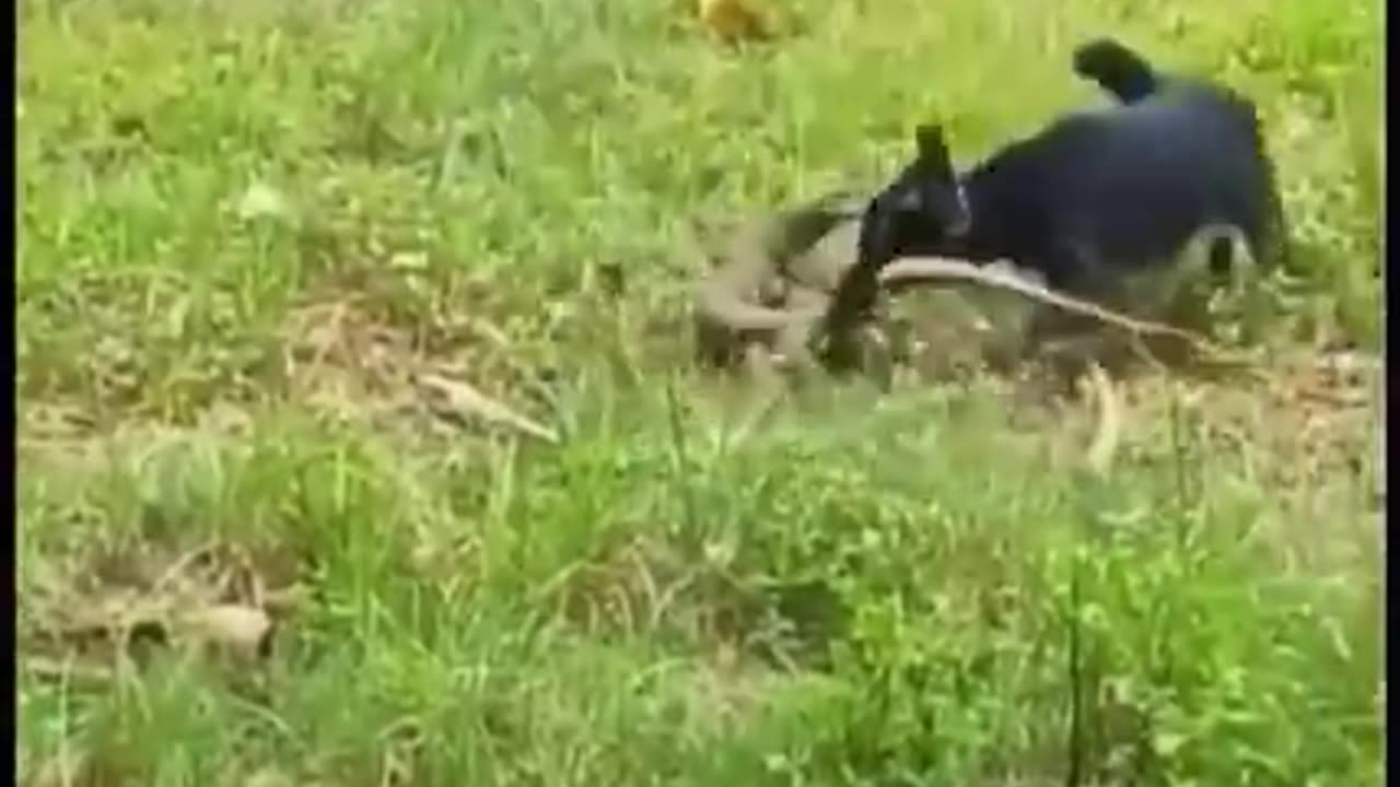 animal fighting (2022)
