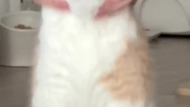 Cat enjoying