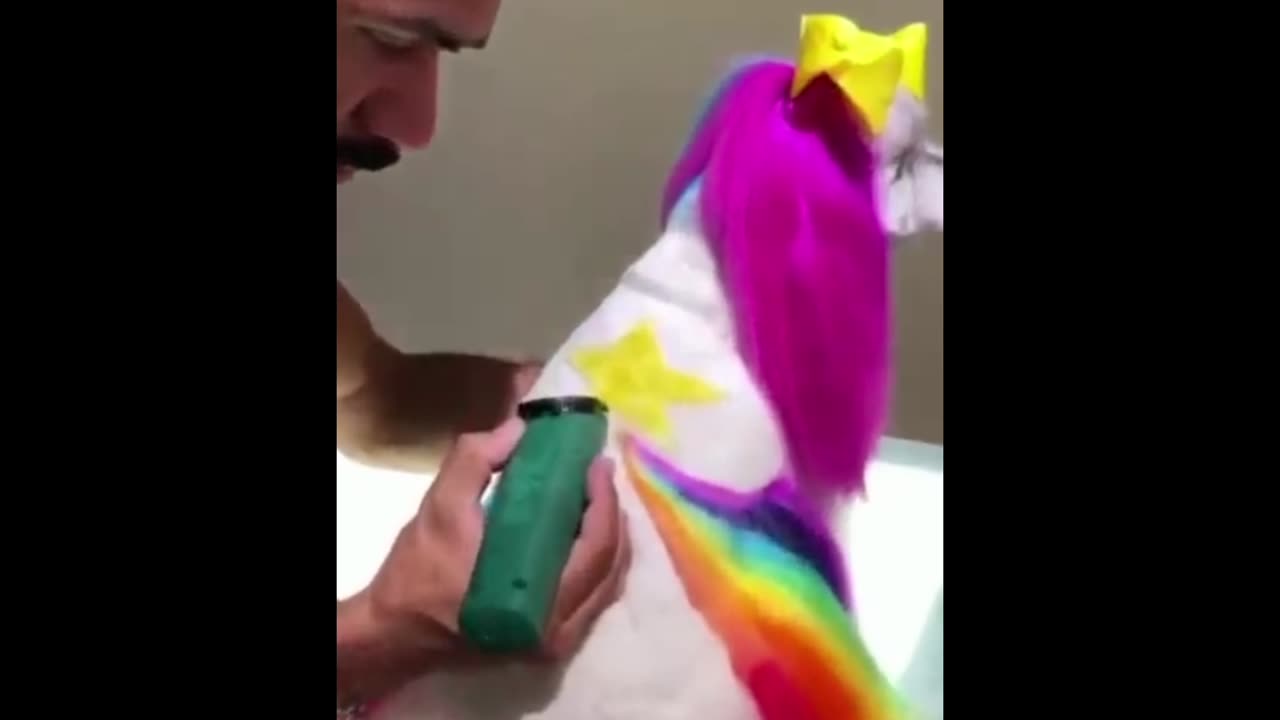 Cute pet dog hair colouring