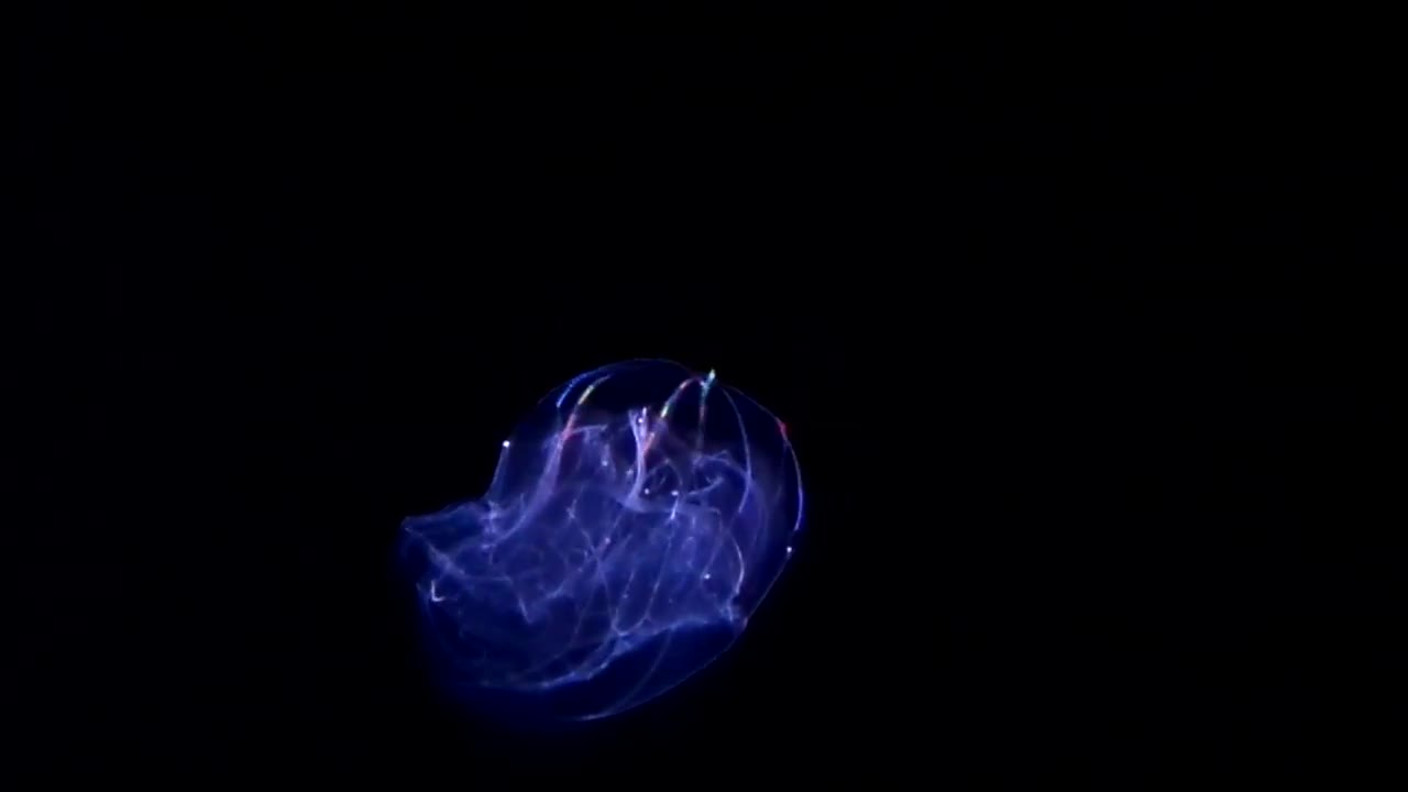 Umbrella Comb Jelly