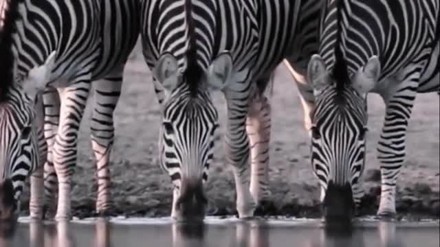 A zebra