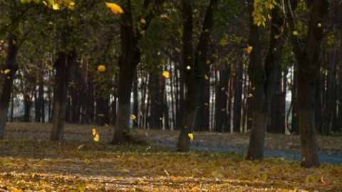 Lovely Autumn leaves slowly fall blowing a little wind [Free Stock Video Footage Clips]