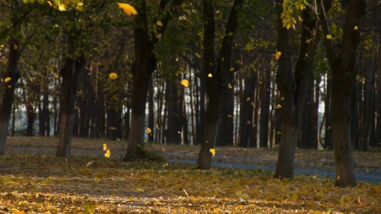 Lovely Autumn leaves slowly fall blowing a little wind [Free Stock Video Footage Clips]