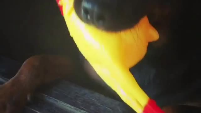 Rottweiler นางนี้ คลั่งใคล้ทุกสิ่งที่มีสีเหลือง
