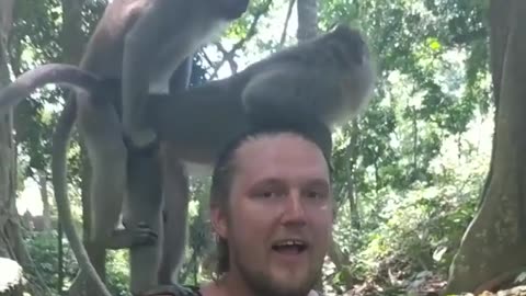 Funny monkey video