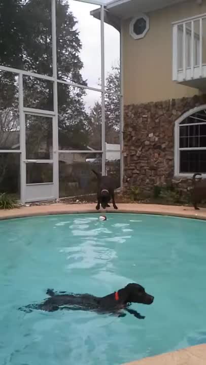 Sabaka, Solo and Beau pooling