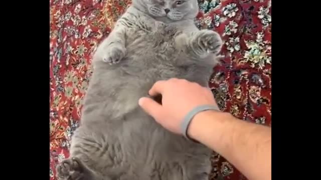 Funniest Animals 🐧 - Best Of The 2020 Funny