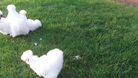 White brahma chicks, two months old (6)