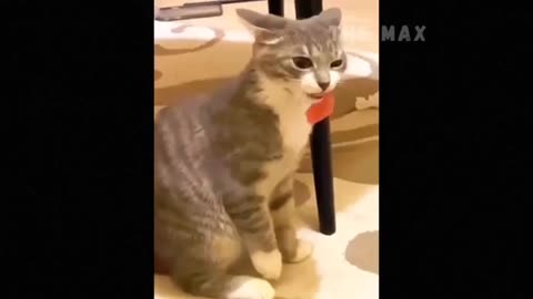 Funny cat and dog video