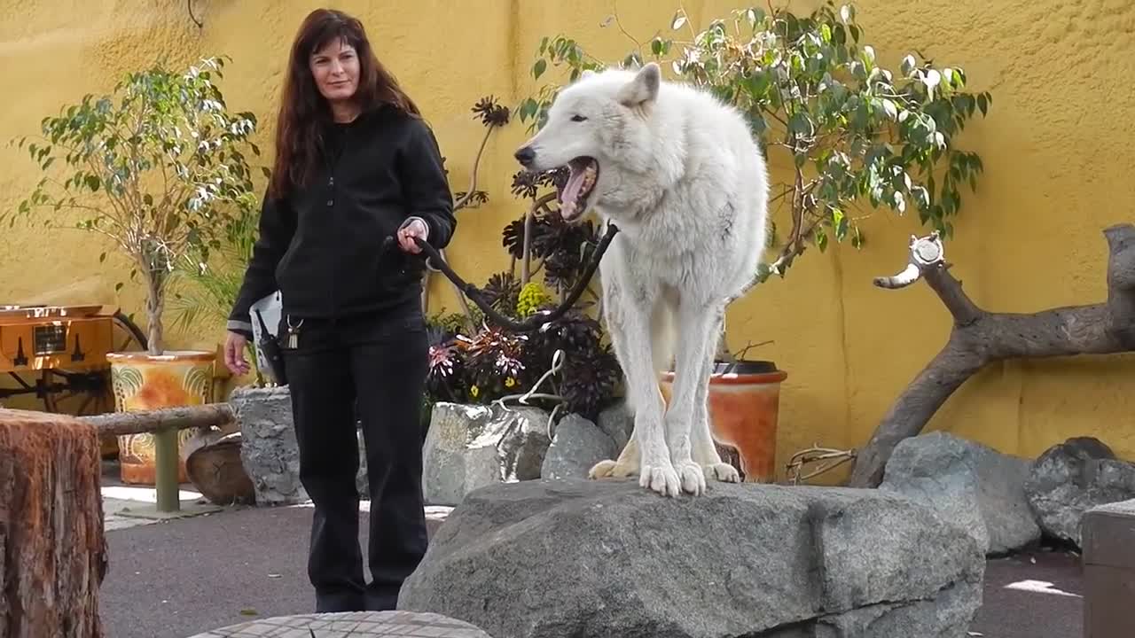 San Diego Zoo - White Arctic Wolf Howling