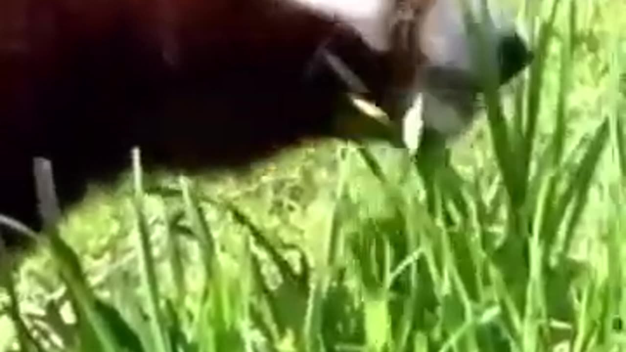 Red Panda Ginger Munches on Dandelion Stems