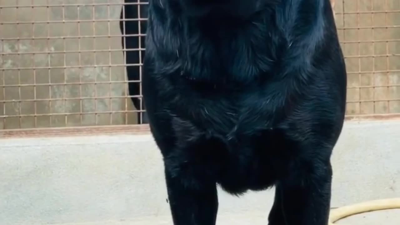Black hybrid dog