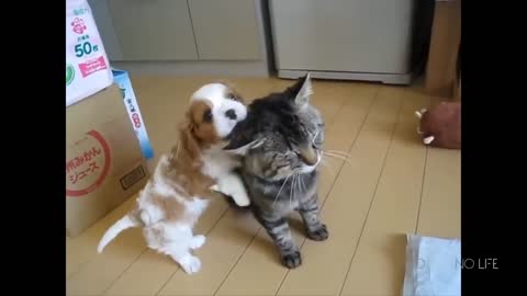 Funny Cats and Dogs Compilation