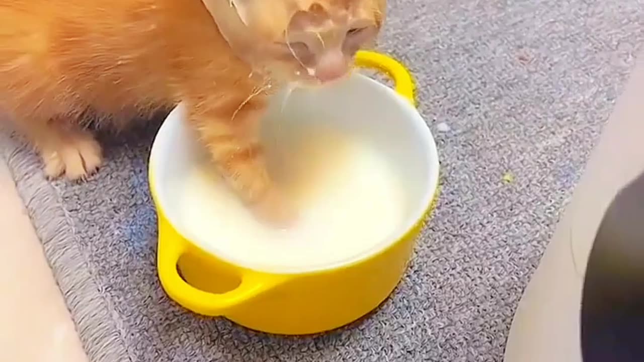 Cute cat drink milk