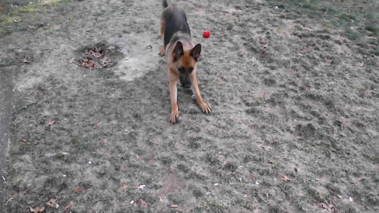 German Shepherd loves playing with rocks