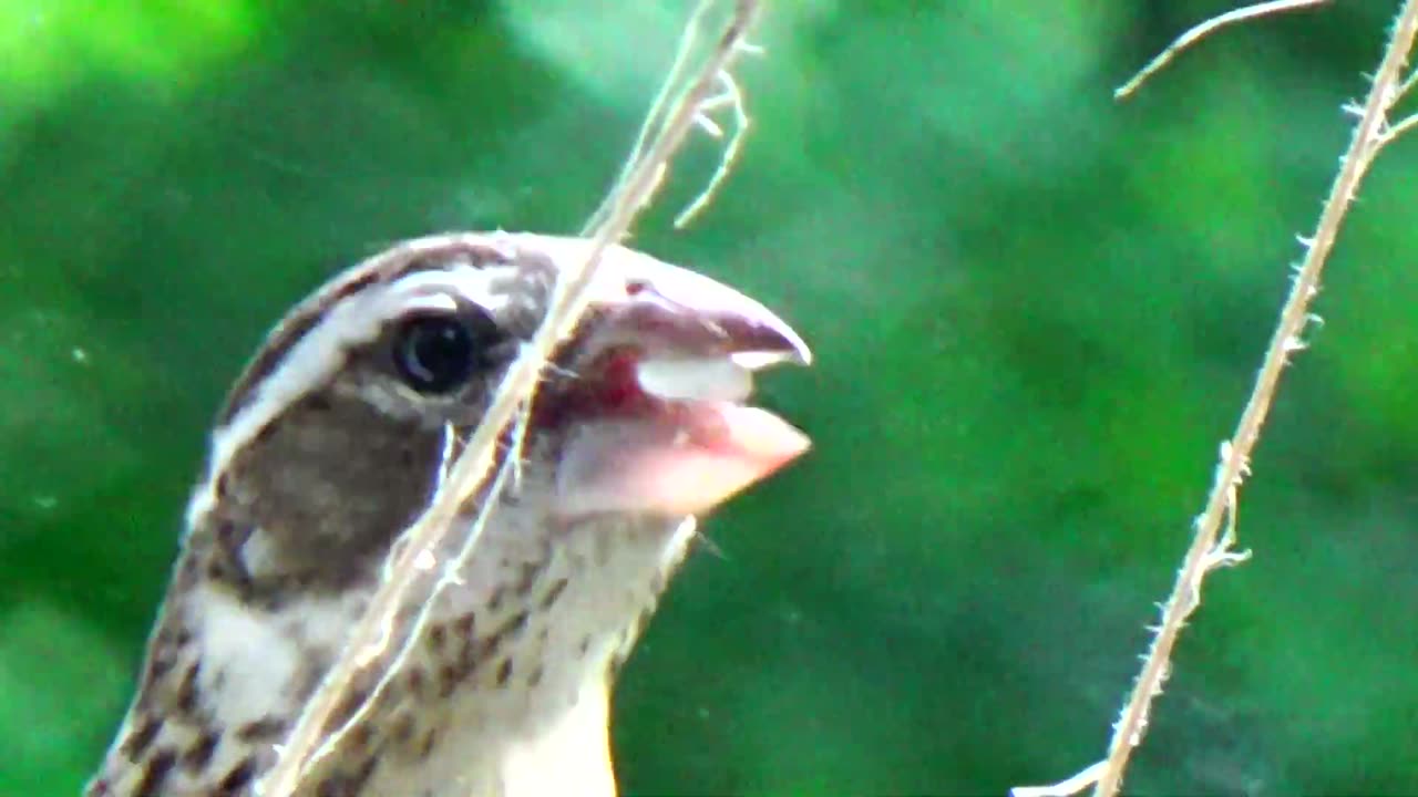 Purple Finch