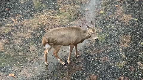 Deer 🦌 NW NC at The Treehouse 🌳 Scamp, Lady, Suzie, and Hattie like to stay home when it rains