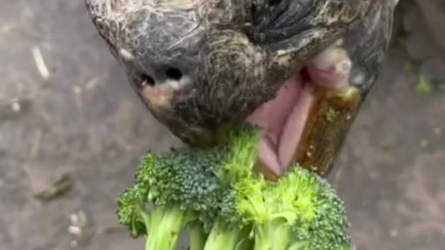 What kind of tortoise is that