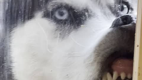 Hazelnut the Husky Meets Cat