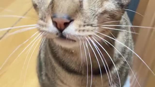 This beautiful cat is blind
