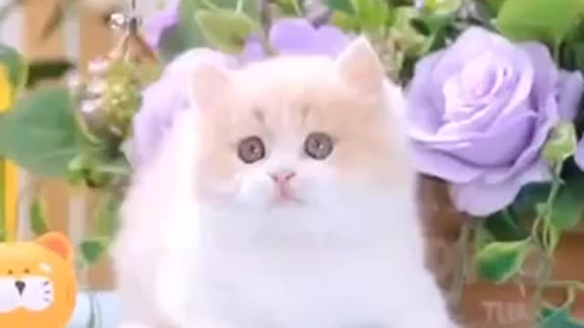 The cat is playing butterfly seven