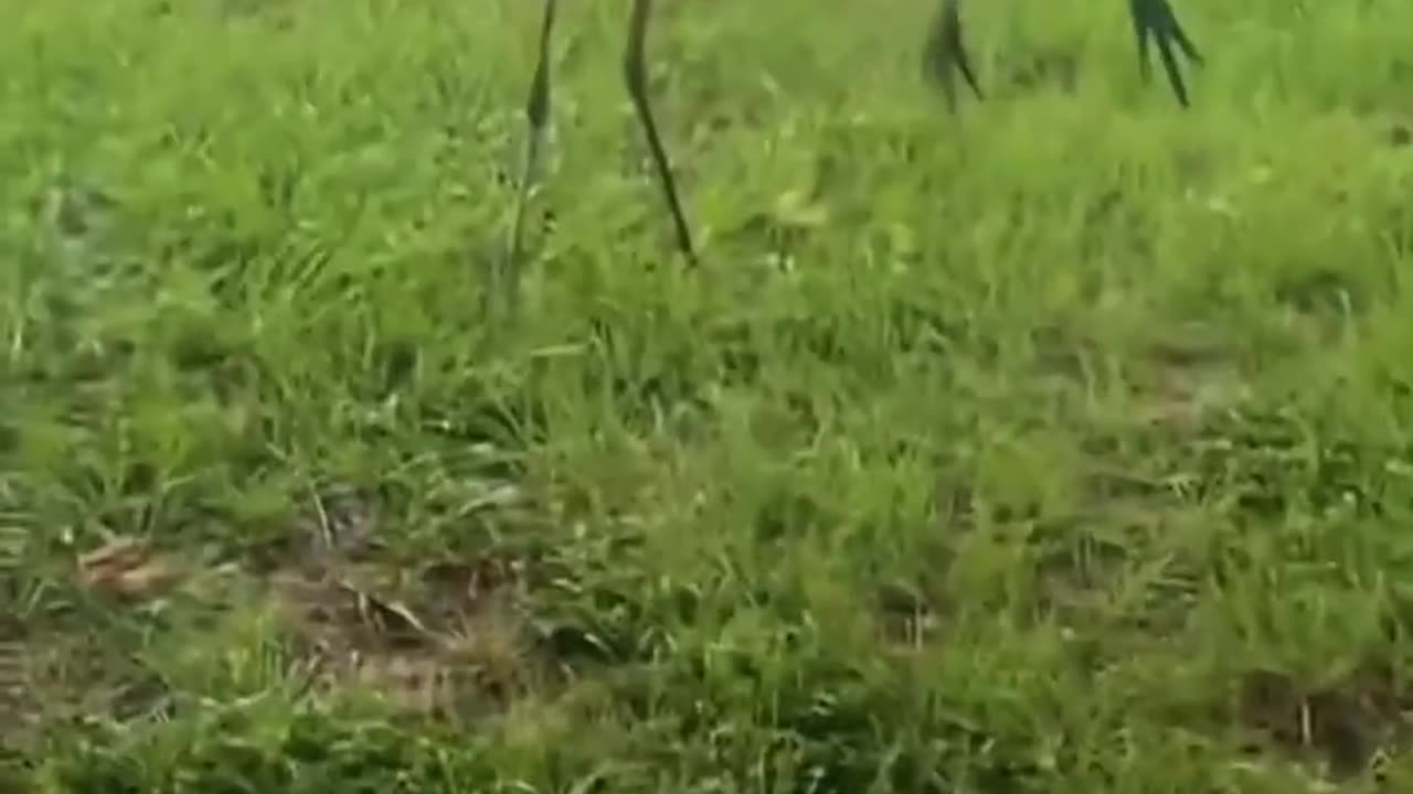Crane Introduces His Babies To His Hu...