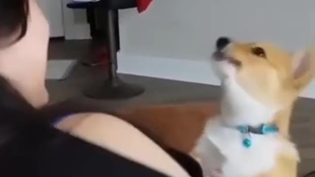 Very funny and cute little dog howling so cute